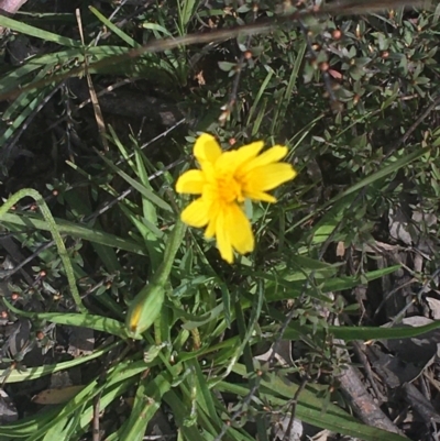 Microseris walteri (Yam Daisy, Murnong) at Downer, ACT - 17 Sep 2021 by NedJohnston