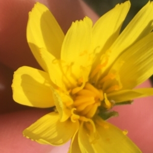 Microseris walteri at Downer, ACT - 17 Sep 2021