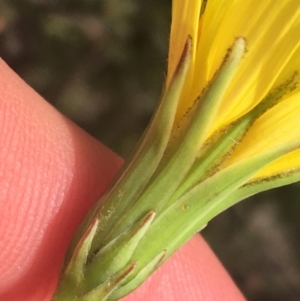 Microseris walteri at Downer, ACT - 17 Sep 2021