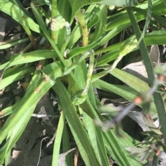 Microseris walteri at Downer, ACT - 17 Sep 2021