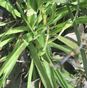 Microseris walteri at Downer, ACT - 17 Sep 2021