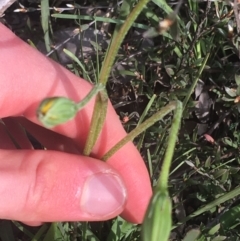 Microseris walteri at Downer, ACT - 17 Sep 2021