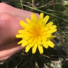 Microseris walteri (Yam Daisy, Murnong) at Downer, ACT - 20 Sep 2021 by Ned_Johnston