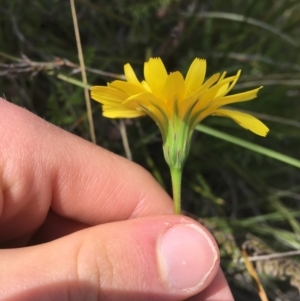 Microseris walteri at Downer, ACT - 20 Sep 2021