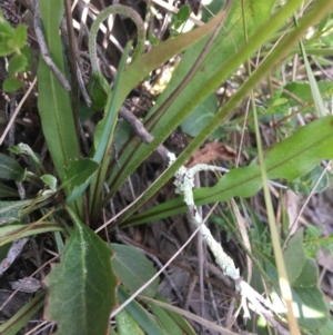 Microseris walteri at Downer, ACT - 20 Sep 2021