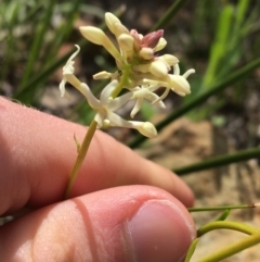 Stackhousia monogyna (Creamy Candles) at Mount Majura - 20 Sep 2021 by Ned_Johnston