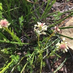 Stackhousia monogyna at Downer, ACT - 20 Sep 2021 10:37 AM