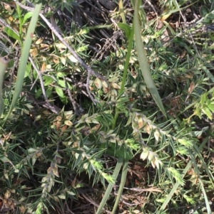 Melichrus urceolatus at Downer, ACT - 20 Sep 2021