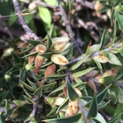 Melichrus urceolatus at Downer, ACT - 20 Sep 2021 10:38 AM