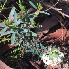 Pimelea linifolia (Slender Rice Flower) at Downer, ACT - 20 Sep 2021 by Ned_Johnston