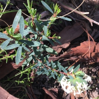 Pimelea linifolia (Slender Rice Flower) at Downer, ACT - 20 Sep 2021 by NedJohnston