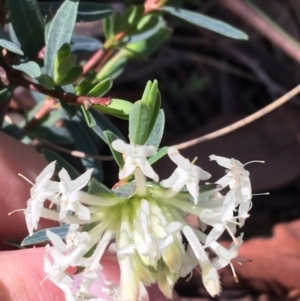 Pimelea linifolia at Downer, ACT - 20 Sep 2021 10:47 AM