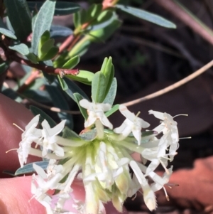 Pimelea linifolia at Downer, ACT - 20 Sep 2021