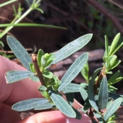 Pimelea linifolia at Downer, ACT - 20 Sep 2021