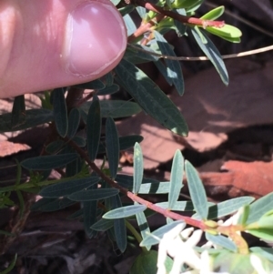 Pimelea linifolia at Downer, ACT - 20 Sep 2021
