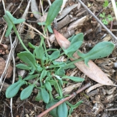 Rumex acetosella (Sheep Sorrel) at Downer, ACT - 20 Sep 2021 by NedJohnston