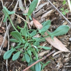 Rumex acetosella (Sheep Sorrel) at Mount Majura - 20 Sep 2021 by Ned_Johnston