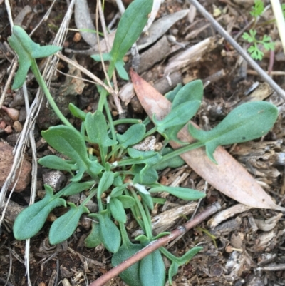 Rumex acetosella (Sheep Sorrel) at Mount Majura - 20 Sep 2021 by Ned_Johnston