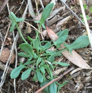 Rumex acetosella at Downer, ACT - 20 Sep 2021