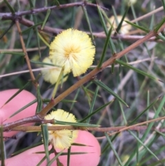 Acacia ulicifolia (Prickly Moses) at Downer, ACT - 20 Sep 2021 by Ned_Johnston