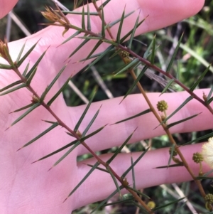 Acacia ulicifolia at Downer, ACT - 20 Sep 2021