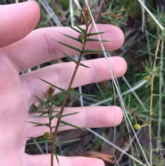 Acacia ulicifolia at Downer, ACT - 20 Sep 2021 10:50 AM