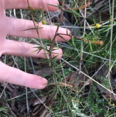 Acacia ulicifolia at Downer, ACT - 20 Sep 2021 10:50 AM