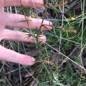 Acacia ulicifolia at Downer, ACT - 20 Sep 2021 10:50 AM