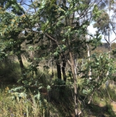 Acacia baileyana (Cootamundra Wattle, Golden Mimosa) at Downer, ACT - 20 Sep 2021 by NedJohnston