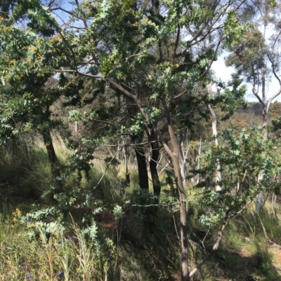 Acacia baileyana (Cootamundra Wattle, Golden Mimosa) at Mount Majura - 20 Sep 2021 by Ned_Johnston