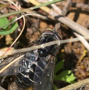 Tabanidae (family) at Hackett, ACT - 20 Sep 2021 11:00 AM