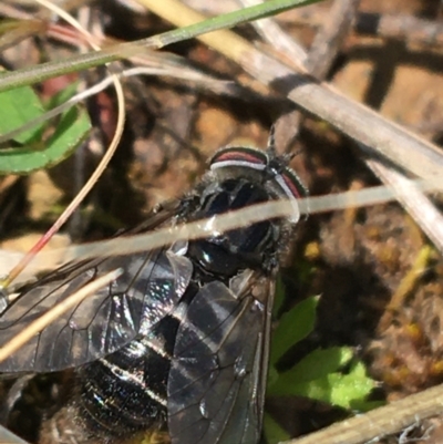 Tabanidae (family) (Unidentified march or horse fly) at Hackett, ACT - 20 Sep 2021 by Ned_Johnston