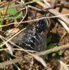 Tabanidae (family) at Hackett, ACT - 20 Sep 2021 11:00 AM