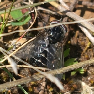 Tabanidae (family) at Hackett, ACT - 20 Sep 2021