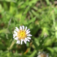 Vittadinia muelleri (Narrow-leafed New Holland Daisy) at Hackett, ACT - 20 Sep 2021 by NedJohnston