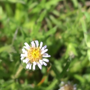 Vittadinia muelleri at Hackett, ACT - 20 Sep 2021 11:10 AM