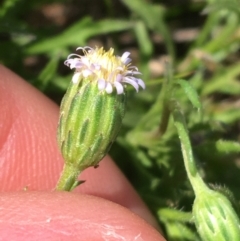 Vittadinia muelleri at Hackett, ACT - 20 Sep 2021