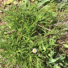 Vittadinia muelleri at Hackett, ACT - 20 Sep 2021 11:10 AM