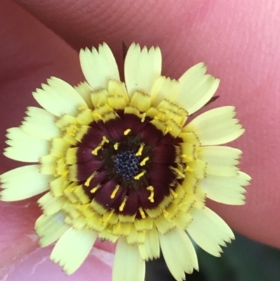 Tolpis barbata (Yellow Hawkweed) at Hackett, ACT - 20 Sep 2021 by Ned_Johnston