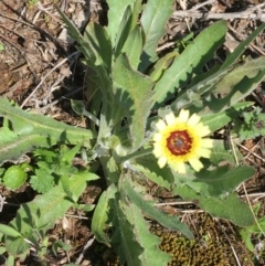 Tolpis barbata at Hackett, ACT - 20 Sep 2021