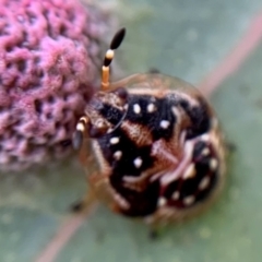 Anischys sp. (genus) at Holt, ACT - 21 Sep 2021 03:06 PM