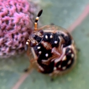 Anischys sp. (genus) at Holt, ACT - 21 Sep 2021 03:06 PM