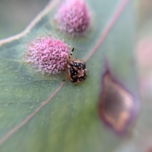 Anischys sp. (genus) at Holt, ACT - 21 Sep 2021 03:06 PM