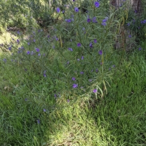 Solanum linearifolium at Hawker, ACT - 21 Sep 2021