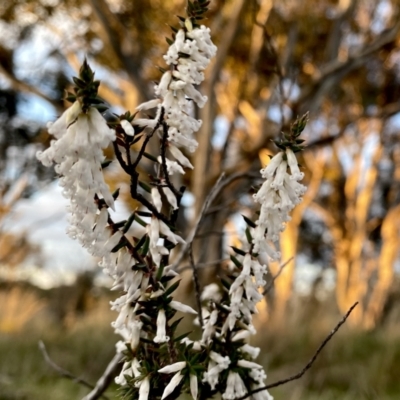 Leucopogon fletcheri subsp. brevisepalus (Twin Flower Beard-Heath) at Googong, NSW - 21 Sep 2021 by Wandiyali