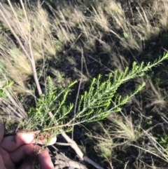 Cassinia sifton (Sifton Bush, Chinese Shrub) at Farrer Ridge - 18 Sep 2021 by Tapirlord