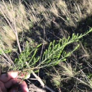 Cassinia sifton at Farrer, ACT - 18 Sep 2021 04:35 PM