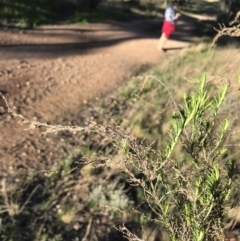 Cassinia sifton at Farrer, ACT - 18 Sep 2021 04:35 PM