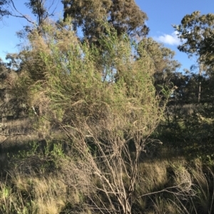 Cassinia sifton at Farrer, ACT - 18 Sep 2021