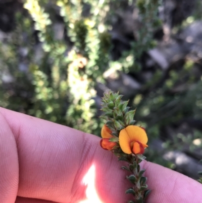 Pultenaea procumbens (Bush Pea) at Farrer, ACT - 18 Sep 2021 by Tapirlord